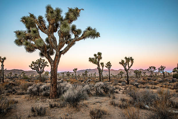 istock Joshua Tree National Park Desert Landscape at Sunrise 2228312647