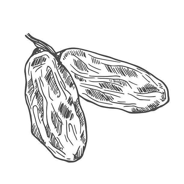 1,100+ Raisin Drawing Stock Illustrations, Royalty-Free Vector