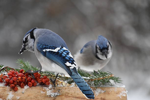 istock Blue jays at the feeder 2228314501