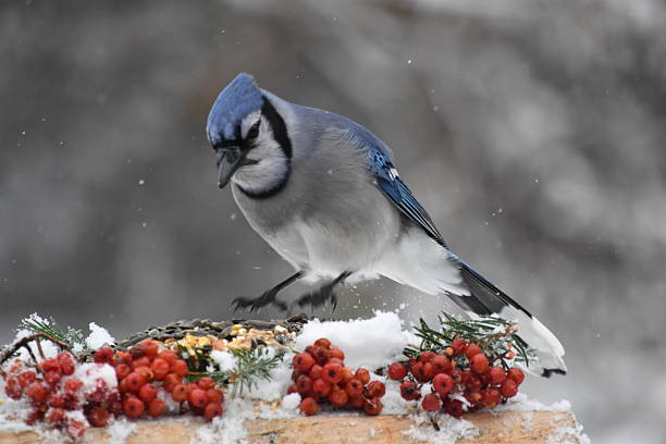 istock Un geai bleu en hiver 2228314503