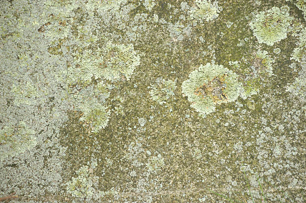floor with lichen as nature background