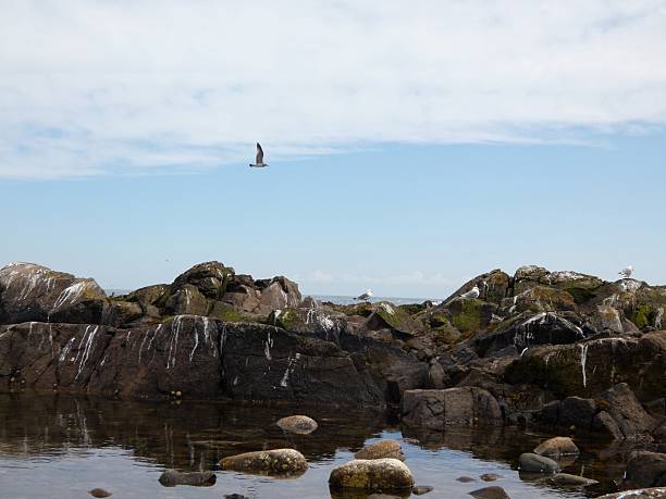 A serene coastal scene featuring a rocky shoreline with numerous seabirds resting and gathering, while a large cargo ship sails in the distance under a clear blue sky. The natural habitat showcases marine wildlife