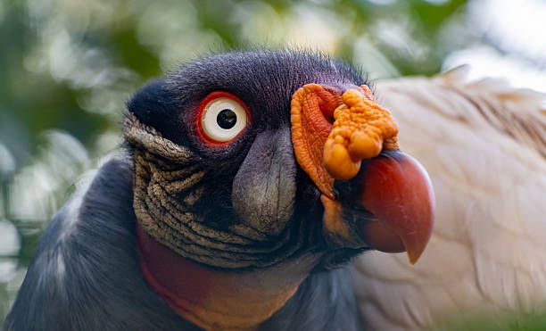 istock Portrait of a King vulture sitting on a tree 2228315818
