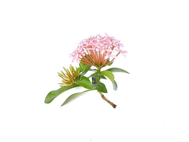 istock Pink asoca flower isolated on white background. 2228316923