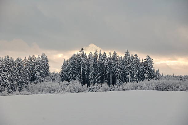 Snowy field with trees in the background. The sky is cloudy and the sun is setting