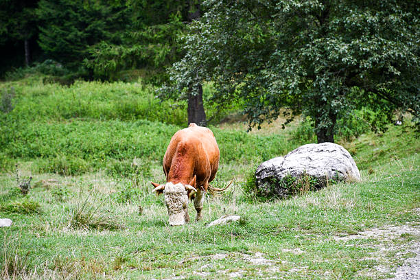 A brown cow grazes in a green mountain pasture near a large white rock and a tree, in a quiet rural landscape.