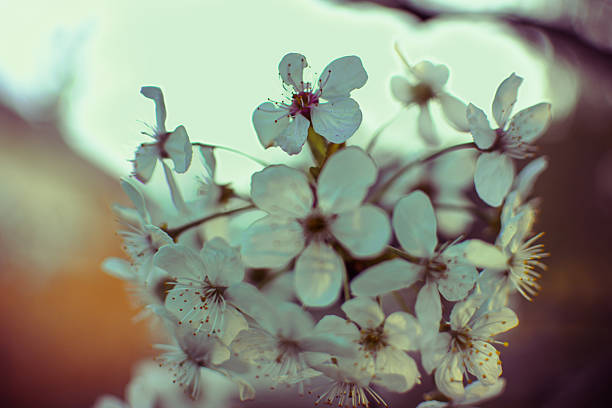 Close-up of delicate cherry blossom flowers captured at sunset, with dreamy pastel bokeh background. Spring nature scene.