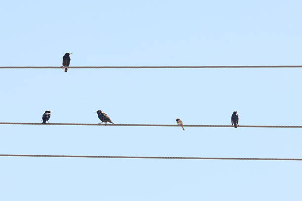 istock Birds Perched on Wires in the Zagros Mountains 2228318440