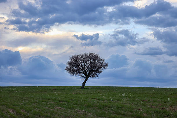 istock Solitary Tree in a Green Field, Khorramabad 2228318451