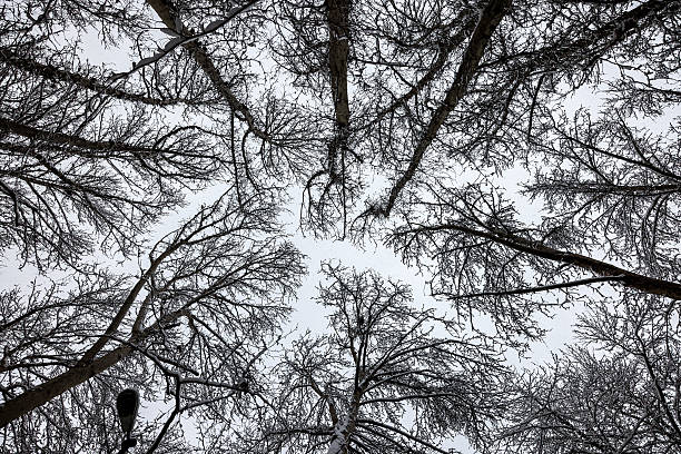 Looking up through tall forest trees in Iran, this black-and-white image emphasizes the texture and density of native woodlands in the region.