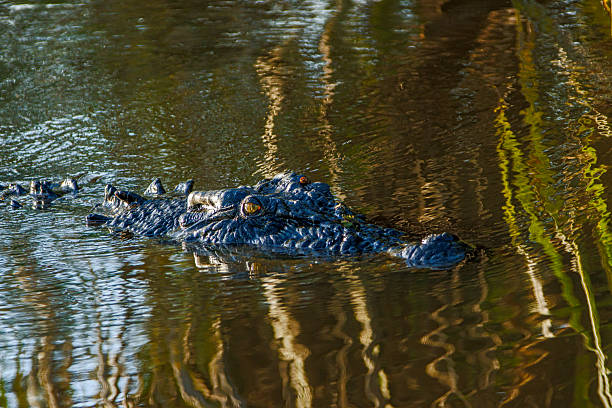 Close-up and dynamic portraits of wild saltwater crocodiles (Crocodylus porosus) captured in the pristine waters of the Daintree Rainforest, Queensland, Australia. Known as the world’s largest living reptile and a living dinosaur, these apex predators are shown basking on muddy riverbanks and powerfully emerging from the water in a dramatic display of strength and survival. Featuring detailed textures, natural light, and vibrant jungle surroundings, these high-resolution images highlight the raw beauty, danger, and evolutionary majesty of one of Earth’s most ancient and powerful animals. Ideal for wildlife documentaries, educational content, conservation campaigns, or editorial use.