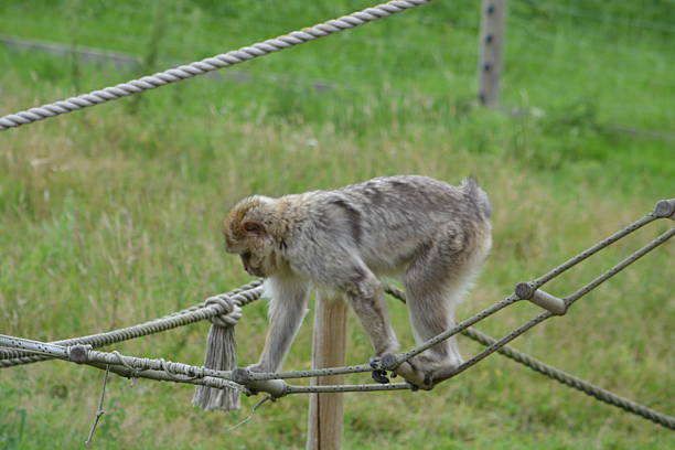 Young southern pig-tailed macaques monkey, Macaca Nemestrina sitting on a rope. The picture is taken in Sepilok in the north eastern part of Borneo. In Sepilok young orangutans are reintroduced into the wild nature and the macaques are feeding at the platforms in the jungle when the orangutans are finished eating