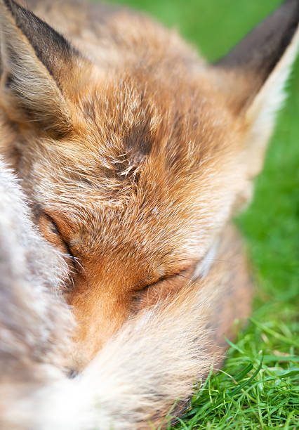 istock Portrait of a red fox sleeping on green grass and tail curled around its face 2228319268