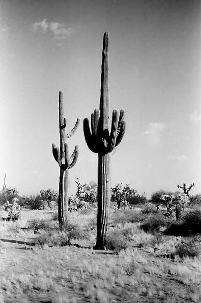 istock Saguaro Cactus Sonora desert Arizona Monochrome 2228320239