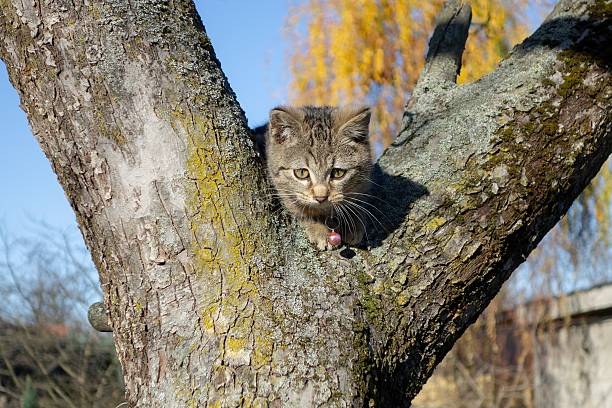 Domestic short-haired kitten breed frightened stuck in tree inautumn