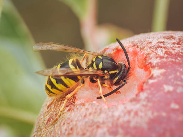 istock A solitary wasp feeding on a ripe red apple (Vespula vulgaris) 2228321713