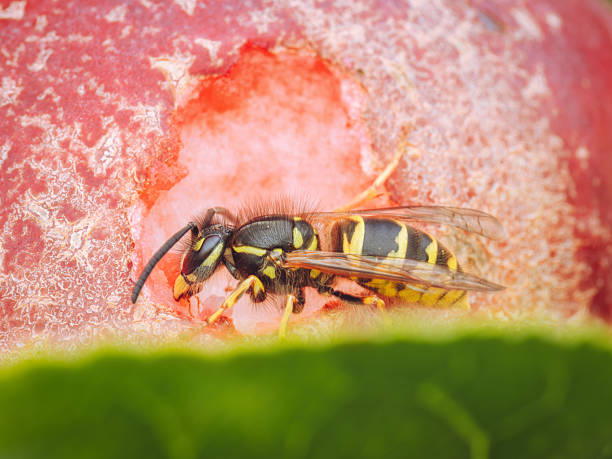 istock A solitary wasp feeding on a ripe red apple (Vespula vulgaris) 2228321715