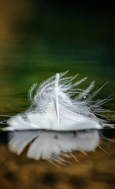 istock A tender feather touches the water surface 2228322635