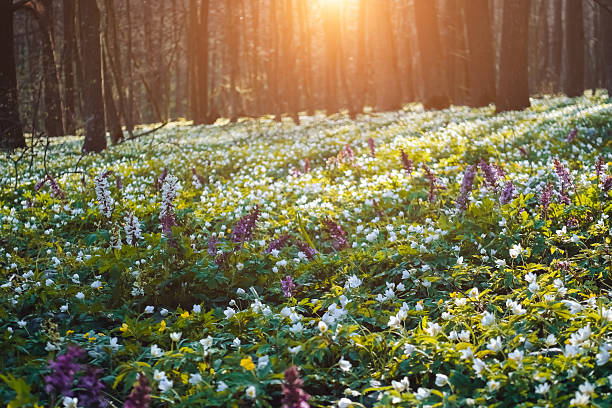 Splendid forest with fresh flowers in the sunlight. Early spring time is the moment for wood anemone. Snowdrop nemerosa. Soft filter effect. Fresh seasonal background. Ecology concept. Beauty world.