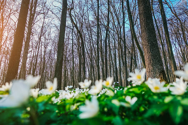 Fantastic forest with fresh flowers in the sunlight. Early spring time is the moment for wood anemone. Snowdrop nemerosa. Soft filter effect. Fresh seasonal background. Ecology concept. Beauty world.