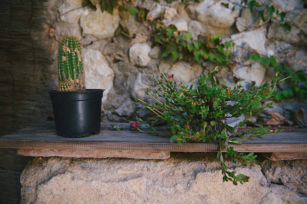 A black potted cactus and a green vine plant with red flowers adorn a rustic shelf set against a textured stone wall adorned with ivy, depicting rustic and natural beauty.
