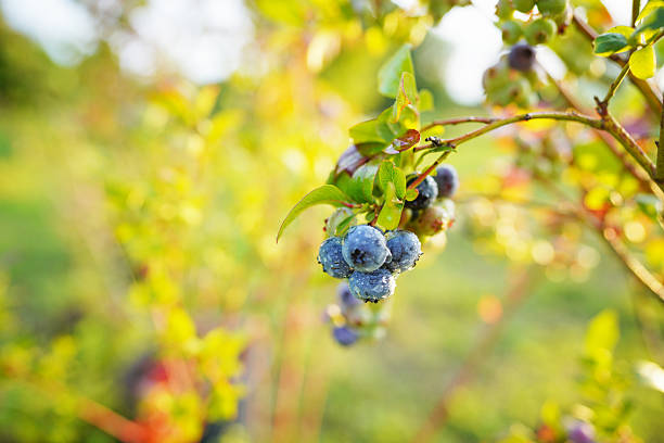 istock Blueberry bush on bright sunny background. 2228326207