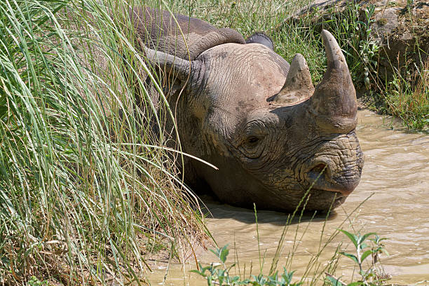 Black Rhinoceros, diceros bicornis, Adult eating Bush, Nakuru Park in Kenya