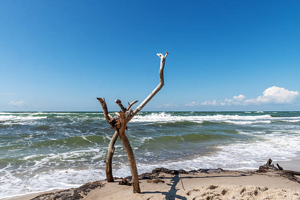 istock Dead tree on the beach. Blue sky with white clouds. Nature background 2228327340