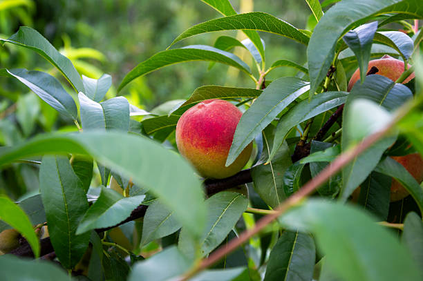 Lush green leaves surround ripe peaches hanging from branches under a clear blue sky in a sunny orchard during summer