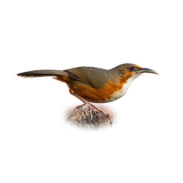 istock Rusty-cheeked Scimitar Babbler perched alertly on a rock, showing off its distinct rusty-orange cheek and long curved bill. 2228327927