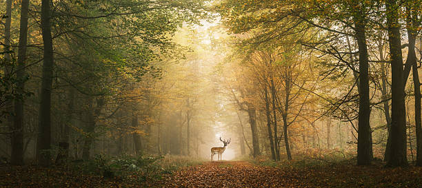 istock Deer on a forest path with fog and autumn colors 2228328886
