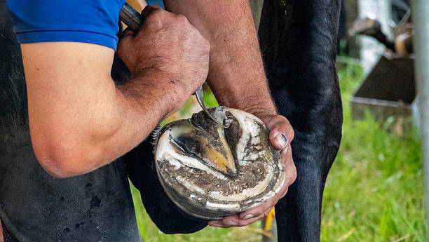 istock A farrier trimming a horse's hoof 2228329233