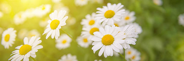 istock Close-Up of Daisies in Sunlight, Summer Nature Macro 2228329552