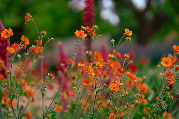 istock Nepal with orange flowers 2228329910