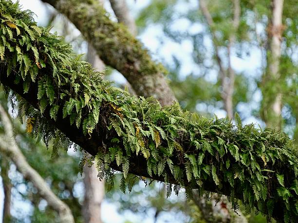 The plant is a Resurrection Fern grows on trees like live Oak tree and Cypress tree, they are epiphytes.