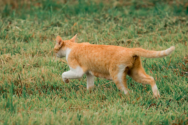 An orange cat walks in the grass, searching for food