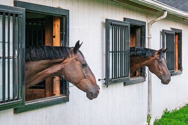 istock Two Horses Looking out Windows 2228331953