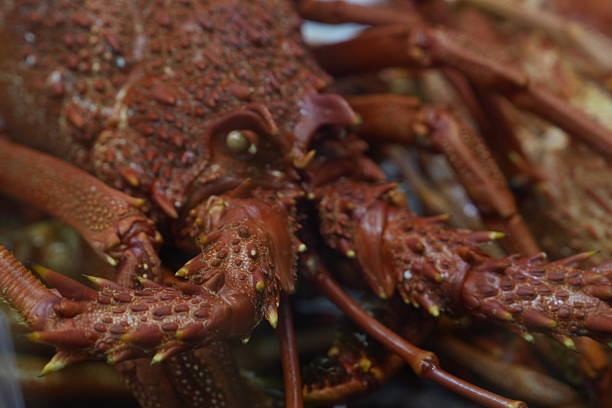 close up of crayfish on a white background.