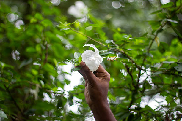 istock A man holds white flower, and the background is blurred 2228334816