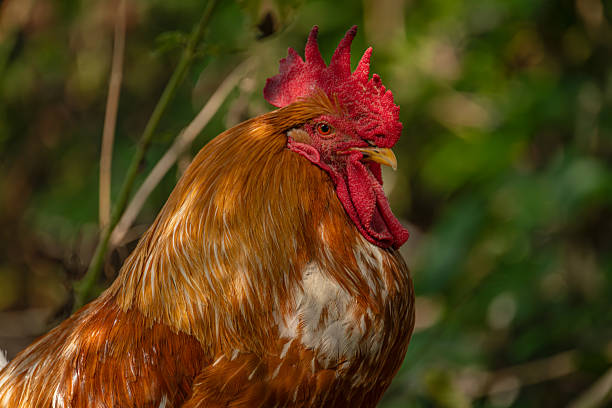 istock Cock in green grass in hot sunny summer day 2228335652