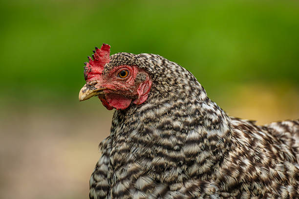 istock Hens in green grass in hot sunny summer day 2228335654