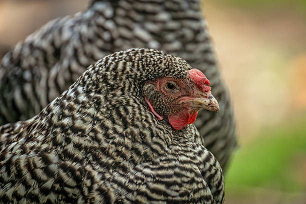istock Hens in green grass in hot sunny summer day 2228335667