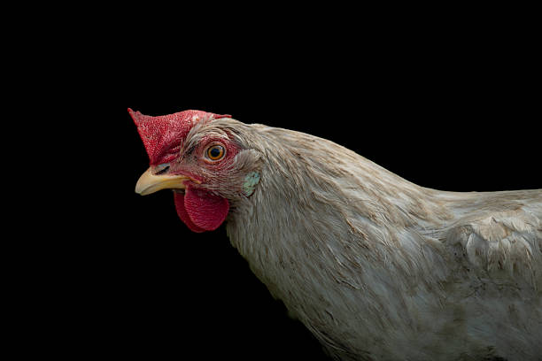 Hens in green grass in hot sunny summer fresh day
