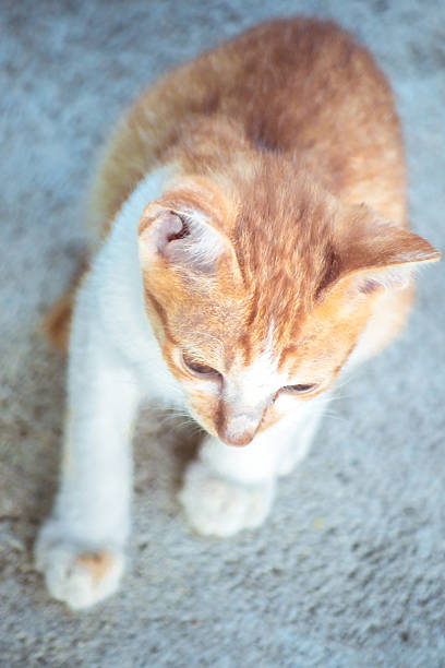 Close-up portrait of a young tabby kitten in a pocket, highlighting bright blue eyes, prominent whiskers, and brown/grey striped fur against a dark, plain studio background.