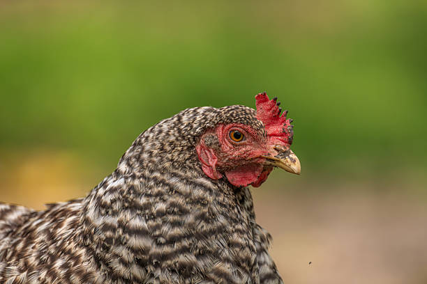istock Hens in green grass in hot sunny summer day 2228336526
