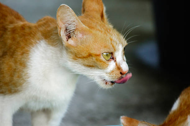 An orange cat walks past, looking at what's in front of it.