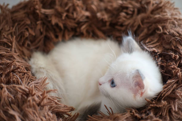 2 months old ragdoll kitten lying on the cat bed cushion, domestic cat