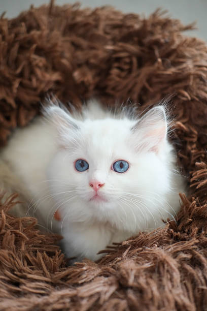 2 months old ragdoll kitten lying on the cat bed cushion, domestic cat