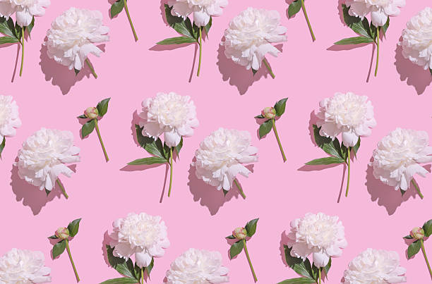 istock Beautiful white peonies on a vibrant pink background create an elegant floral pattern for decoration 2228338090