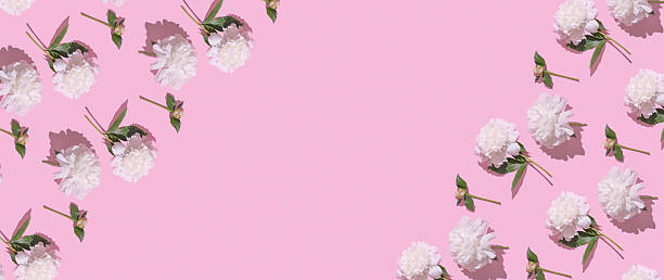 istock Delicate white flowers arranged artistically on a vibrant pink background for a cheerful decoration 2228338094